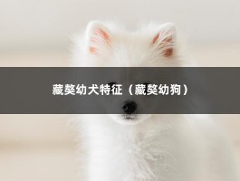 藏獒幼犬特征（藏獒幼狗）